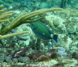 Doctor Fish on the Inside Reef at Lauderdale by the Sea by Michael Kovach 